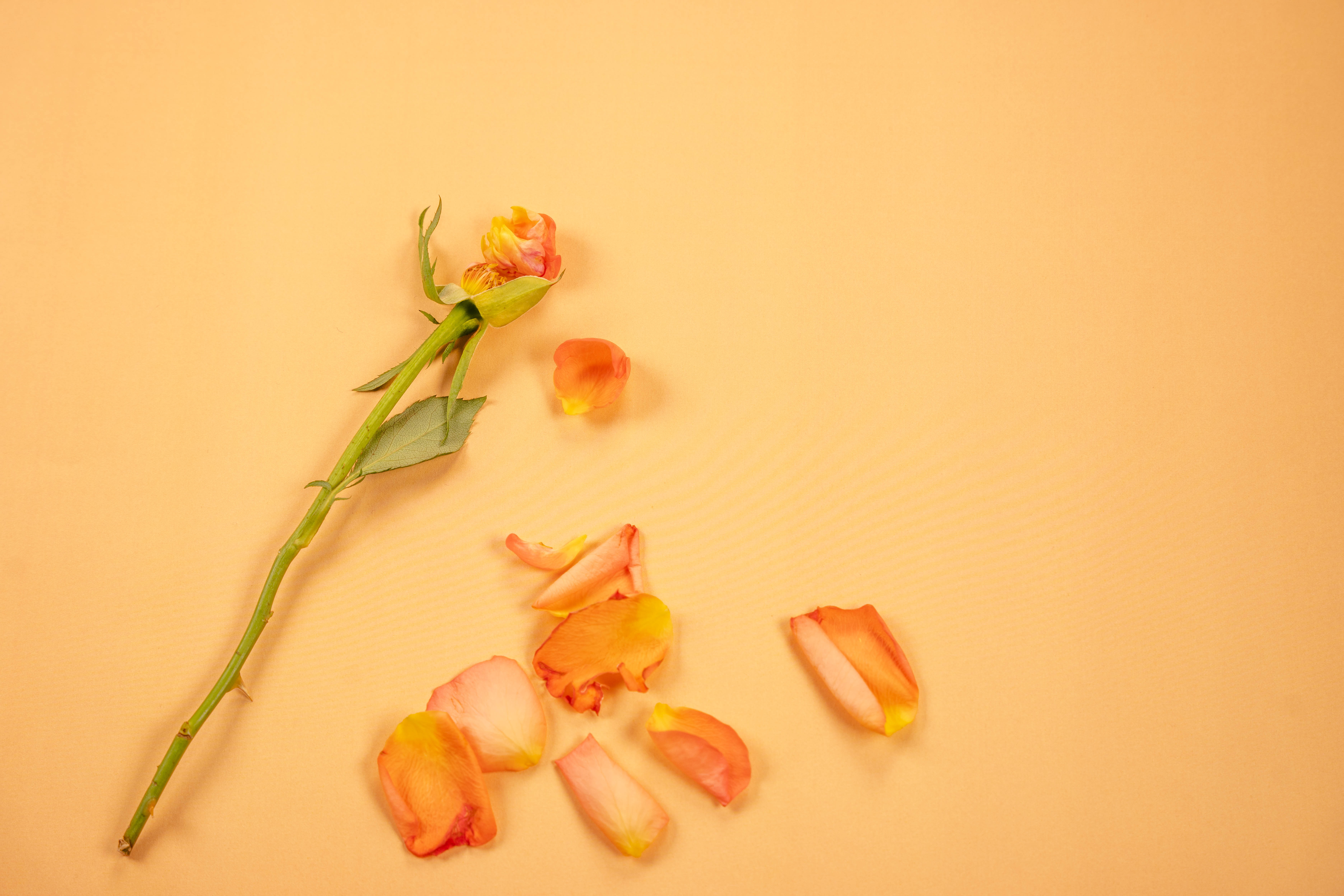 En rosestilk med kun et par roseblader igjen. Oransje roseblader ligger strødd ved siden av. 